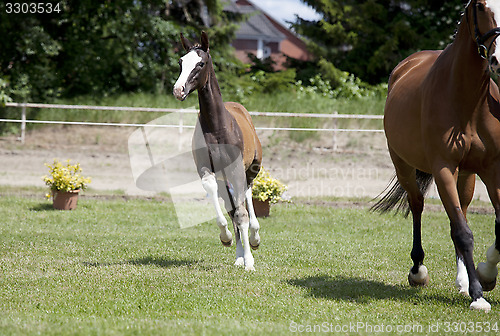 Image of Foal Sporthorse