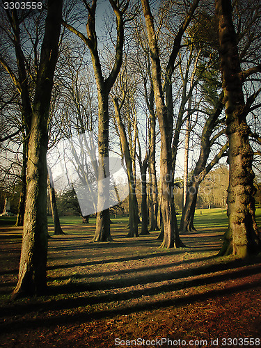 Image of Tree shadows in forest