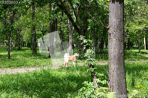 Image of Akita Inu