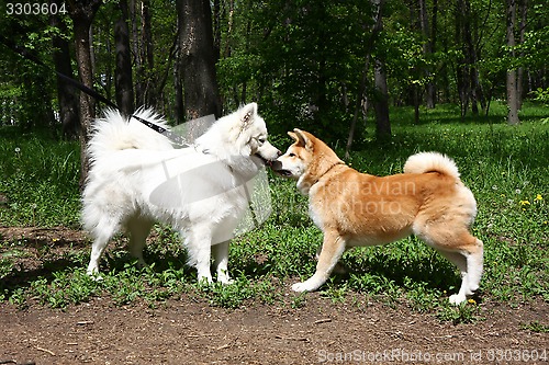 Image of Samoyed and Akita