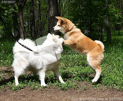 Image of Samoyed and Akita