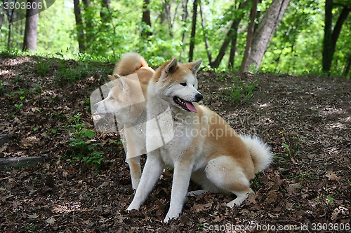 Image of Akitas