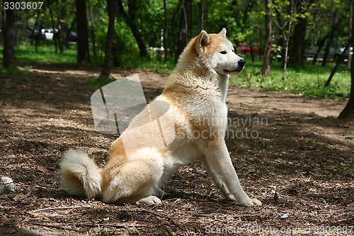 Image of Akita Inu