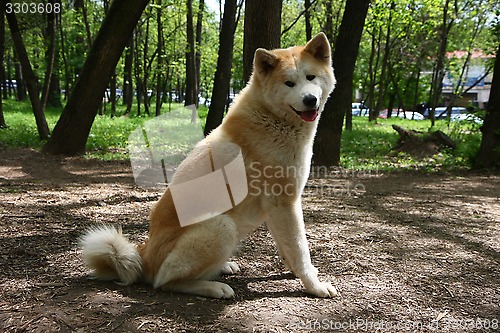 Image of Akita Inu