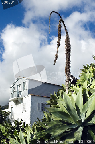 Image of Agave (agave attenuata)