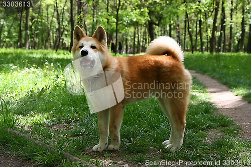 Image of Akita Inu puppy