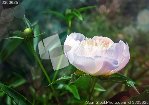 Image of Blossoming white peony among green leaves