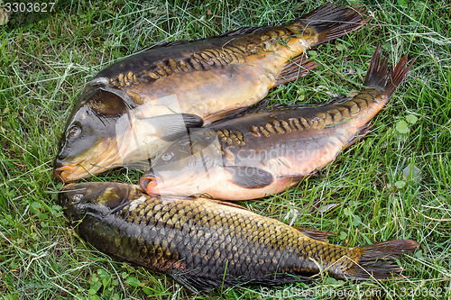 Image of Fish caught in the river, lying on the grass..