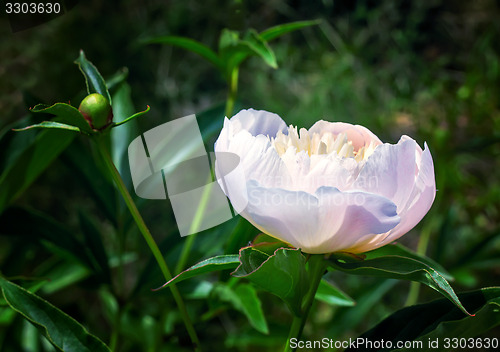 Image of Blossoming white peony among green leaves