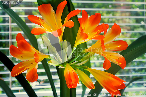 Image of Blooming Amaryllis against the window to the garden.