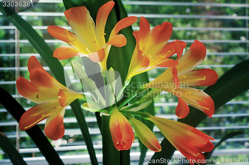 Image of Blooming Amaryllis against the window to the garden.