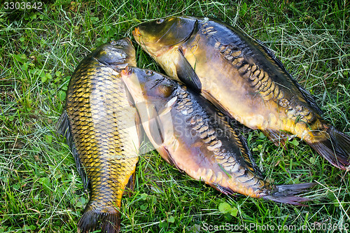 Image of Fish caught in the river, lying on the grass..