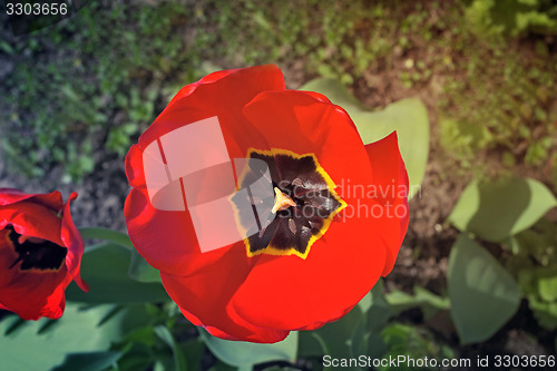 Image of The red tulip blossoms in a garden.