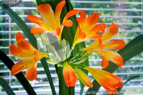 Image of Blooming Amaryllis against the window to the garden.