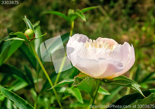 Image of Blossoming white peony among green leaves