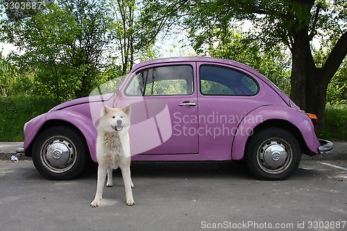 Image of Akita and car