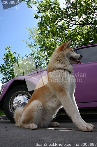 Image of Akita and car