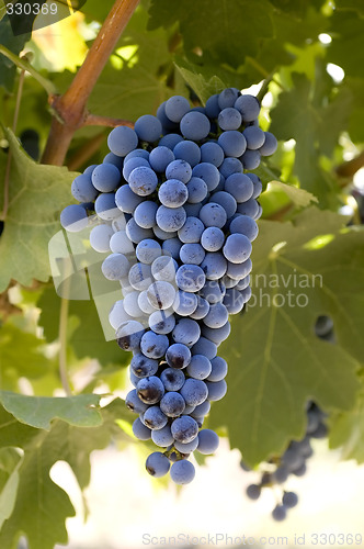 Image of Grapes on the vine
