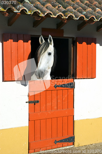 Image of Horse in stable