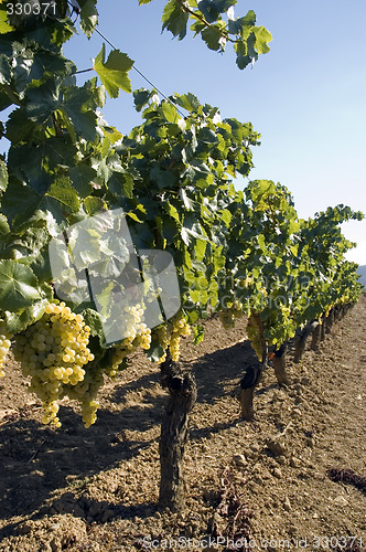 Image of Grapes hanging from vines