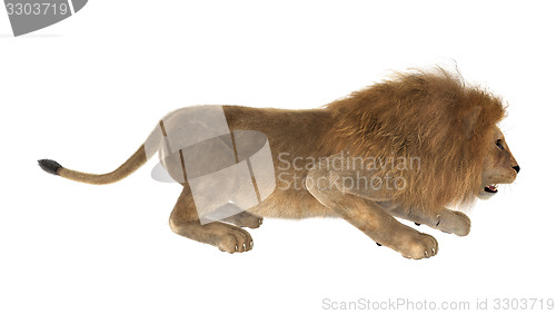 Image of Male Lion