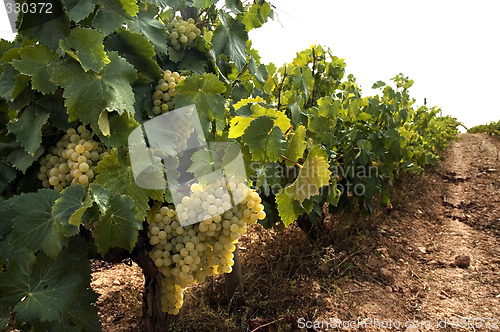 Image of Grapes hanging from vines