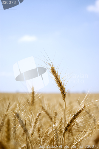 Image of Ear of wheat in a field
