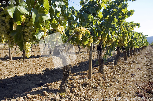 Image of Rows of vines in vineyard