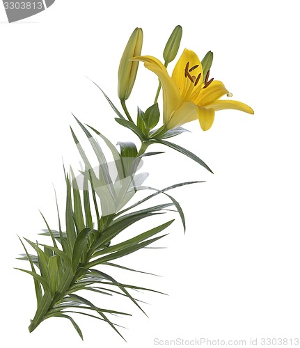 Image of Yellow Lily Flowers