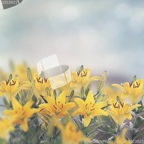 Image of Yellow Lily Flowers