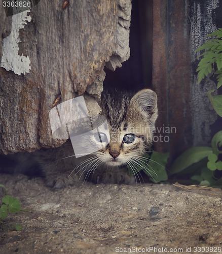 Image of Homeless Kitty