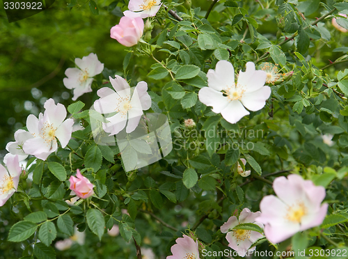 Image of dog rose