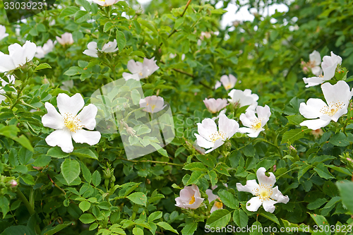 Image of dog rose