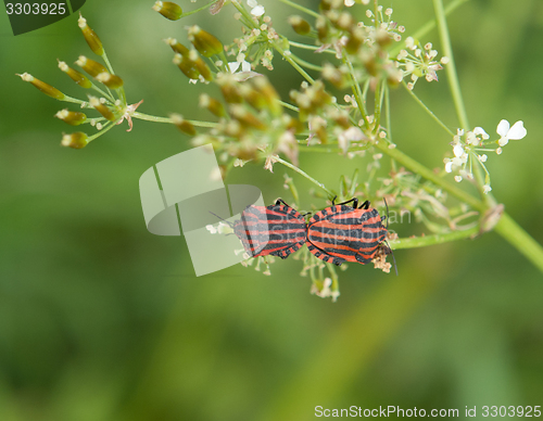 Image of Italian Striped-Bug