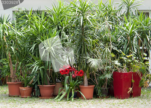 Image of potted plants