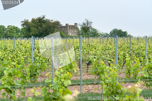 Image of Rheinhessen