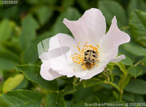 Image of dog rose and beetle