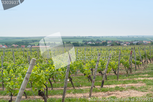 Image of Rheinhessen