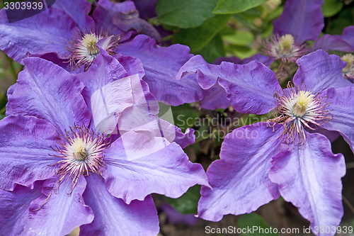 Image of clematis