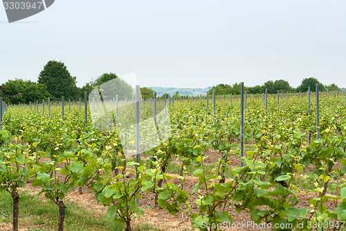 Image of Rheinhessen