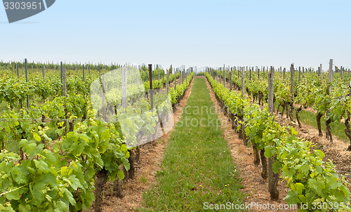 Image of Rheinhessen