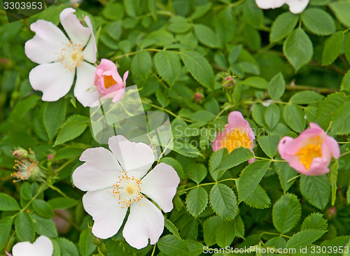 Image of dog rose