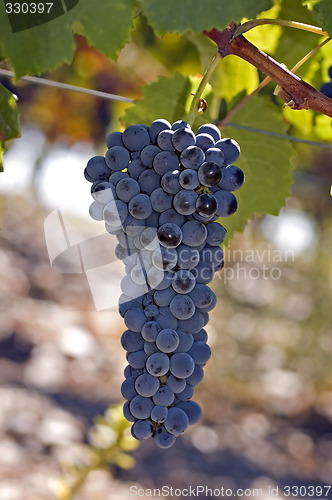 Image of Grapes on the vine 1