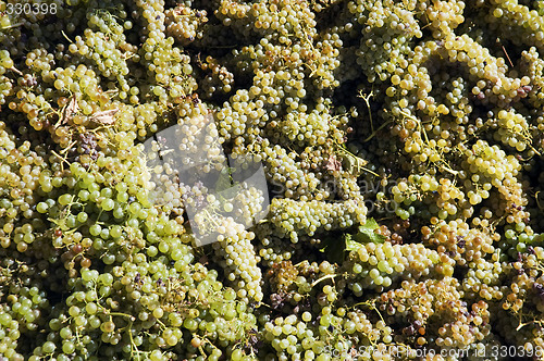 Image of Grapes freshly harvested