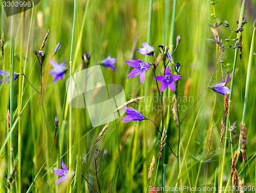 Image of Spreading bellflower