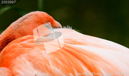 Image of Flamingo