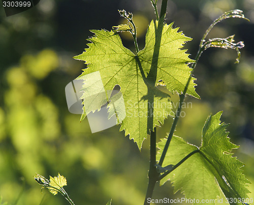 Image of Vineyard