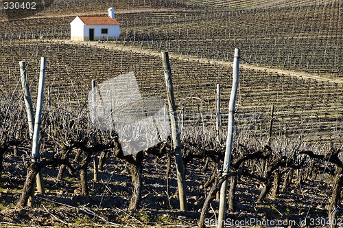 Image of Vineyard in winter