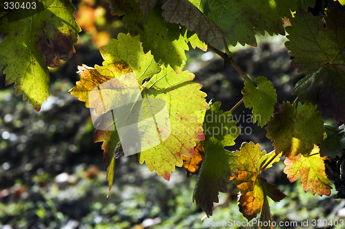 Image of Autumn leaves on vine