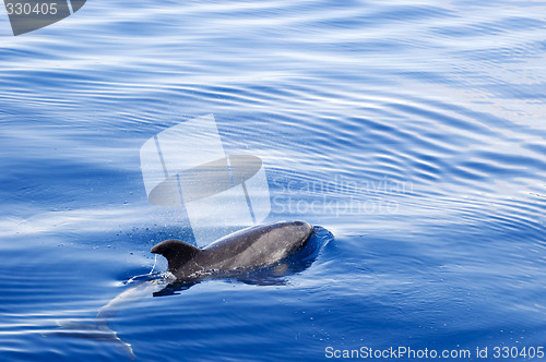 Image of Dolphin on ocean surface